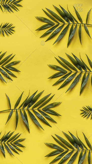 Flat lay of palm tree leaves on a bright yellow background
