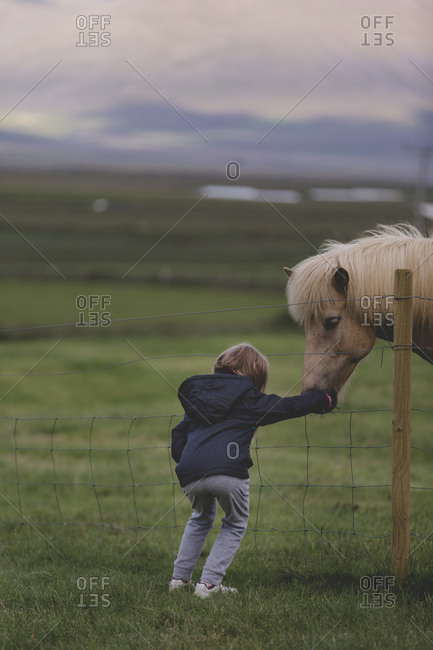 A small child reaching through a fence to pet an Icelandic horse