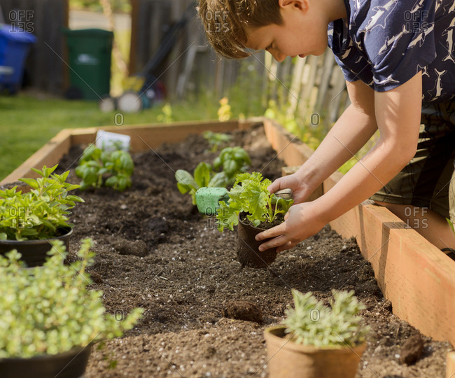 Boy planting plants in raised-bed gardening at backyard
