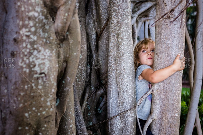 Young girl climbing a banyan tree