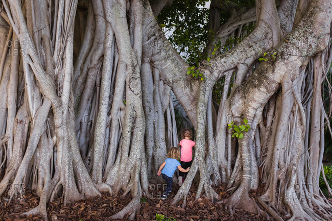 Children playing inside a banyan tree