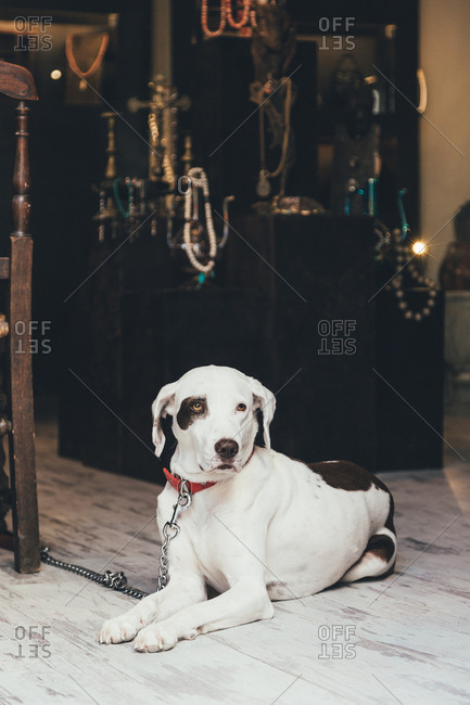 White dog with brown spots