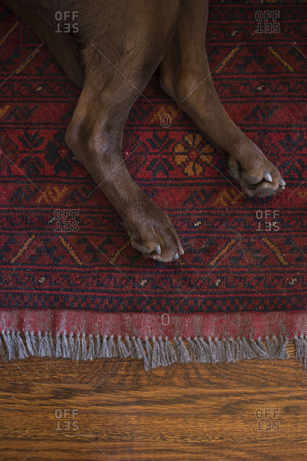 Chocolate lab\'s feet on a red rug