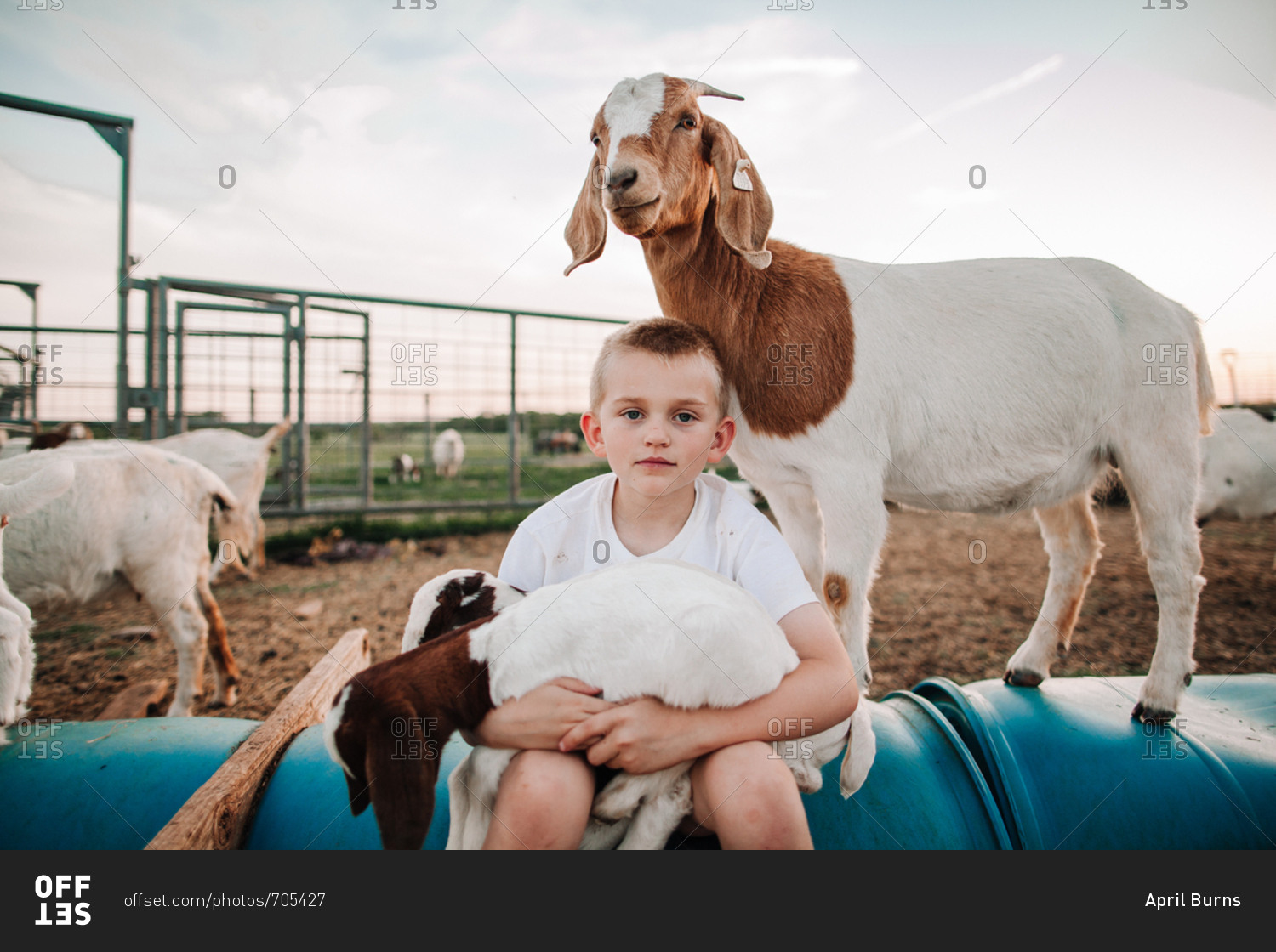 A boy sitting in a pen with baby goats