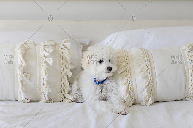 Furry white dog lying on bed between pillows