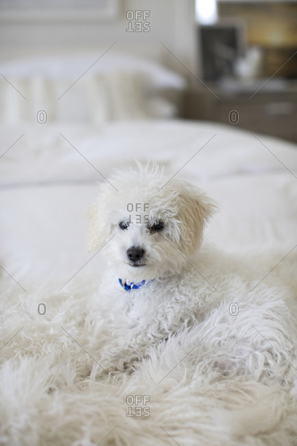Furry white dog lying on the bed
