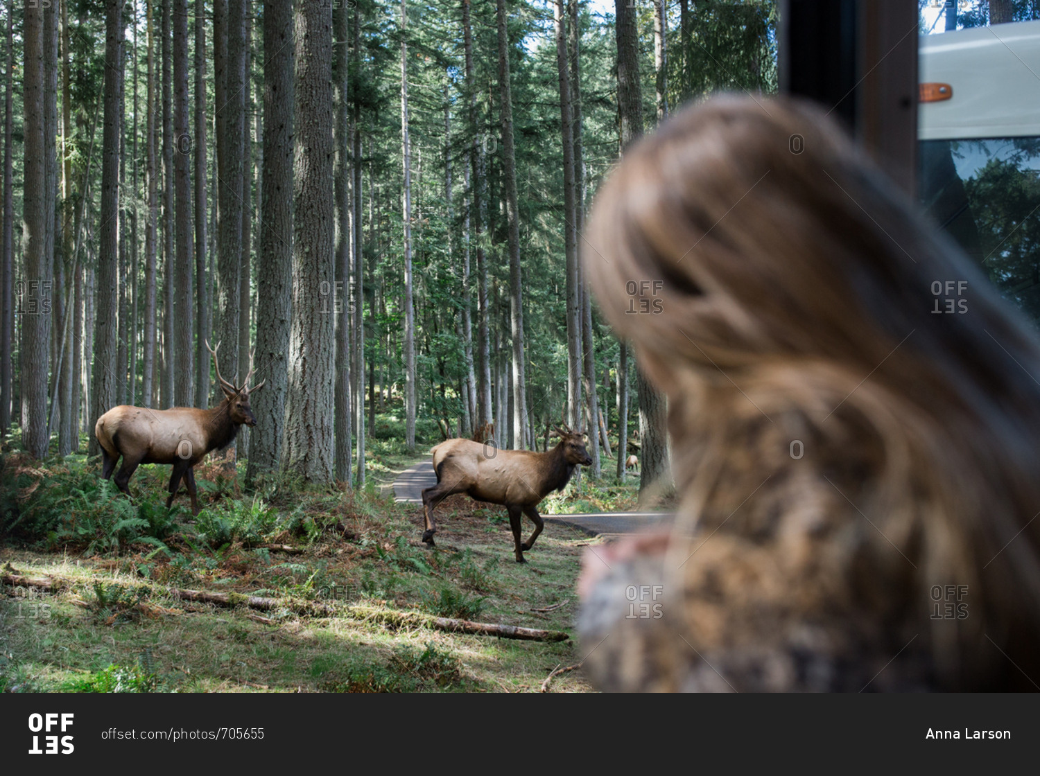 Girl watching elk on animal nature tour