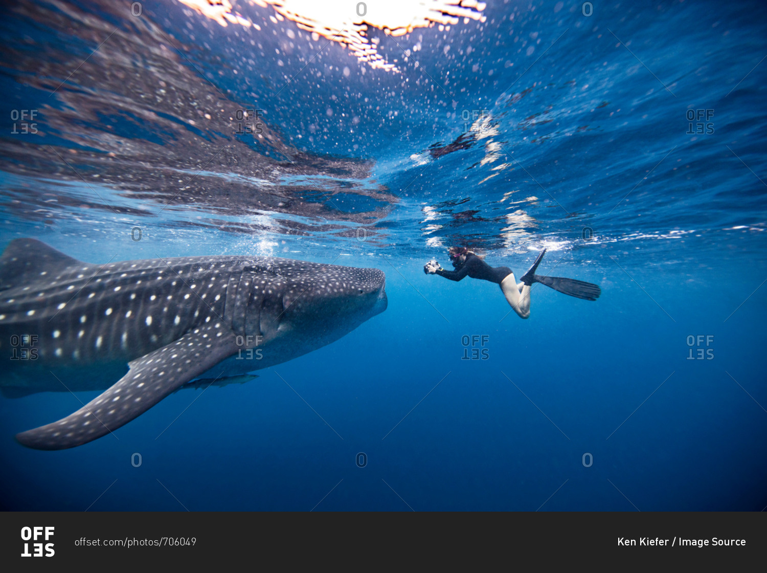 Underwater view of female snorkeler photographing whale shark, Quintana Roo, Mexico