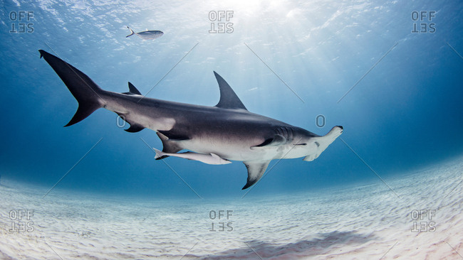 Underwater view of great hammerhead shark, Alice Town, Bimini, Bahamas