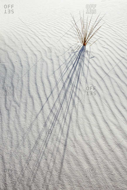 Small plant with long shadows on sand dune