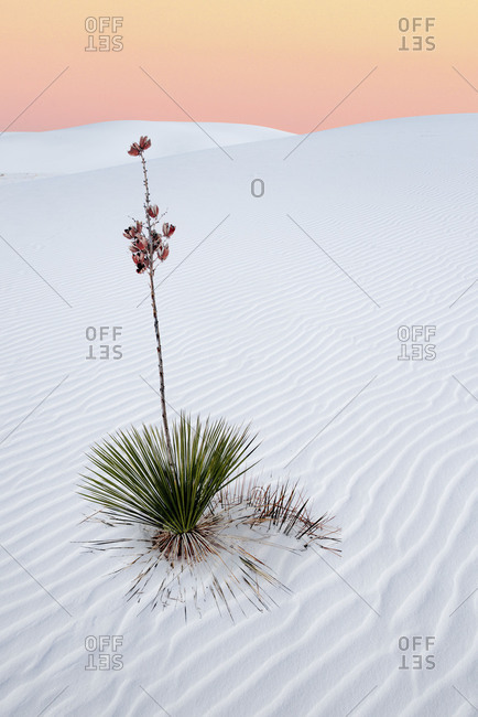 Yucca plant in White Sands desert at sunset