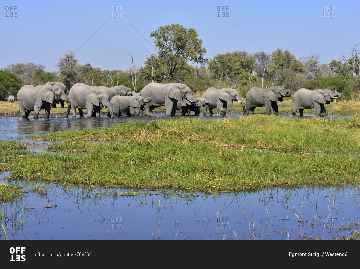 Africa- Namibia- Bwabwata National Park- Kwando river- herd of elephants- Loxodonta africana