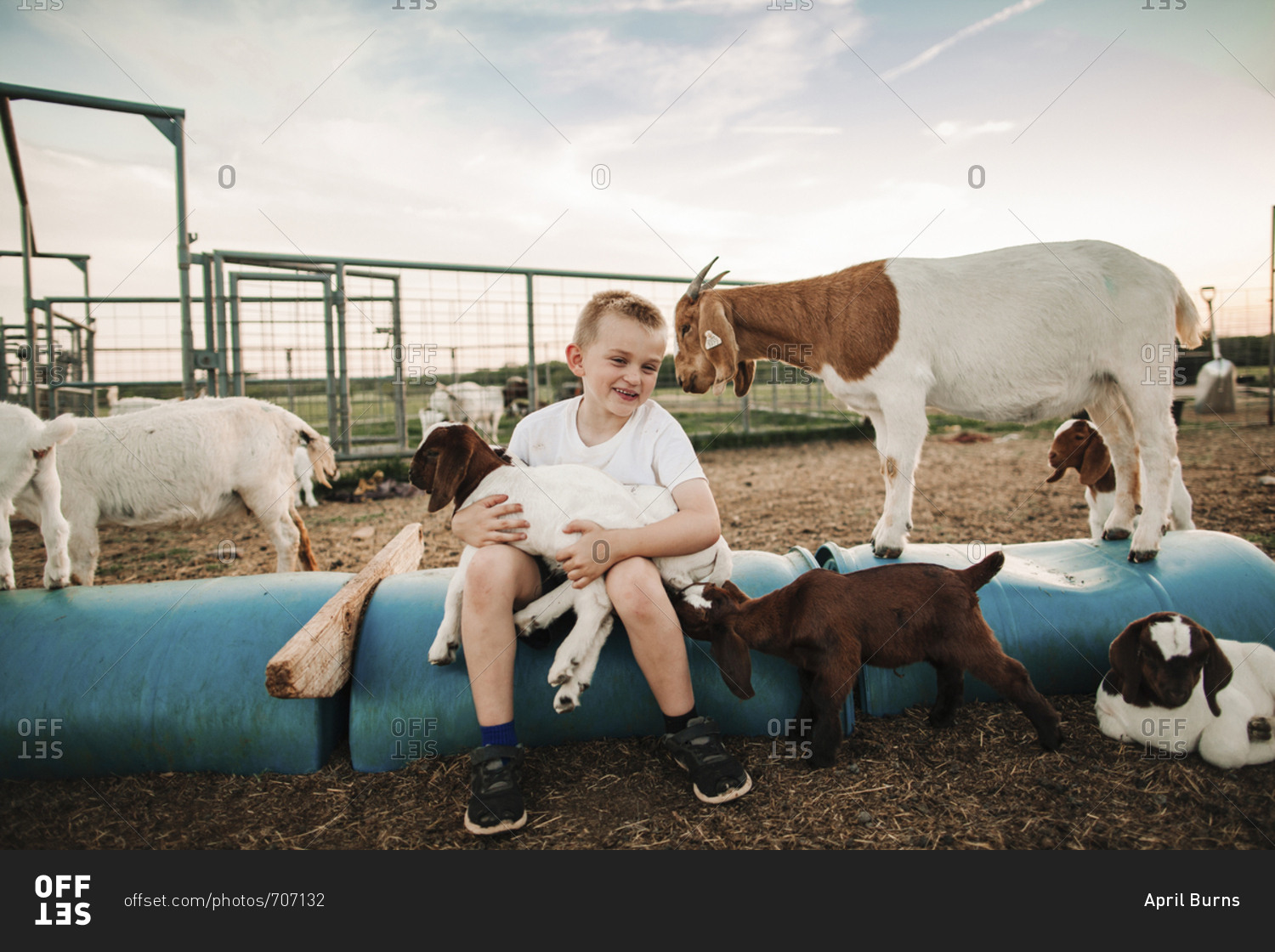 A boy sitting in a pen with baby goats