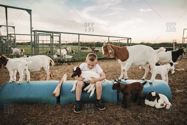 A boy in a pen with baby goats