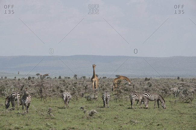 Zebras and giraffes grazing in the Maasai Mara National Reserve, Kenya