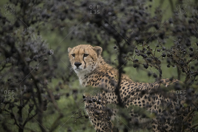 Cheetah framed through acacia branches in the rain in the Maasai Mara National Reserve, Kenya
