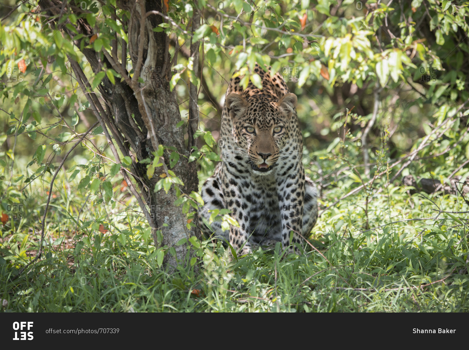 Female leopard watching potential prey from the cover of a tree in the Maasai Mara National Reserve, Kenya