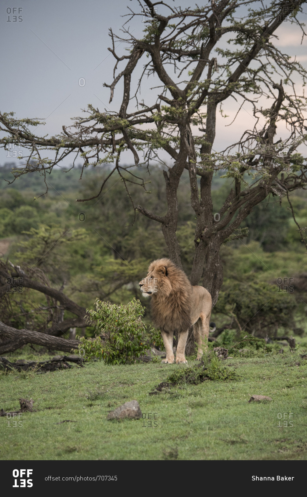 The lion king in the Maasai Mara National Reserve, Kenya