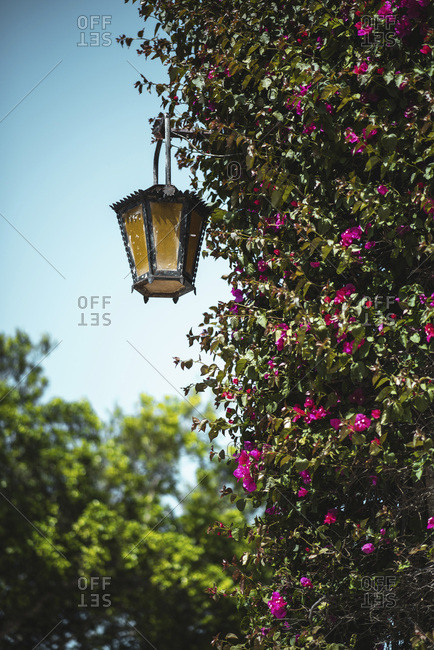 Blooming shrub with ornate vintage lamp