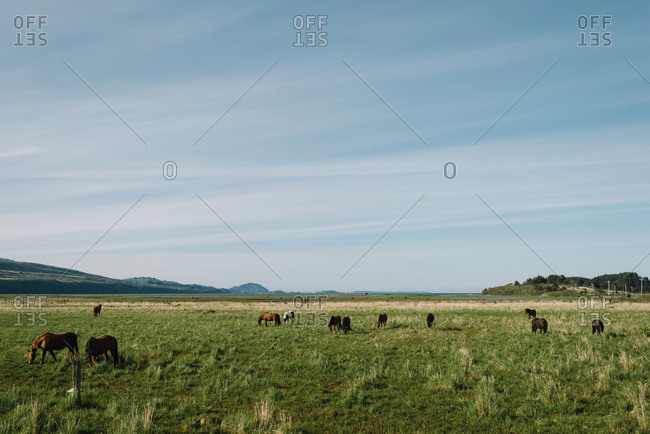 Horses grazing in rural Alaska