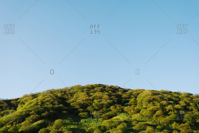 Dense forest under blue sky