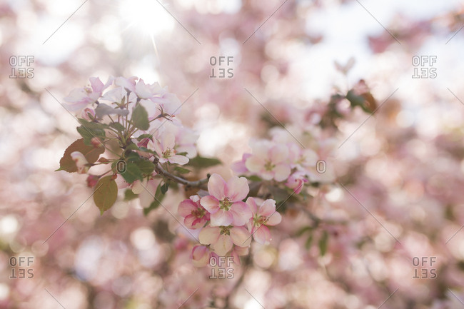 Pink flowers blooming on an apple tree