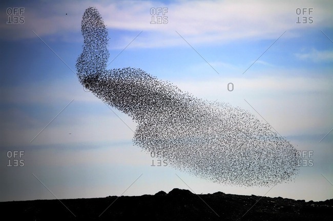 Large common starling (Sturnus vulgaris) murmuration in the evening before roosting