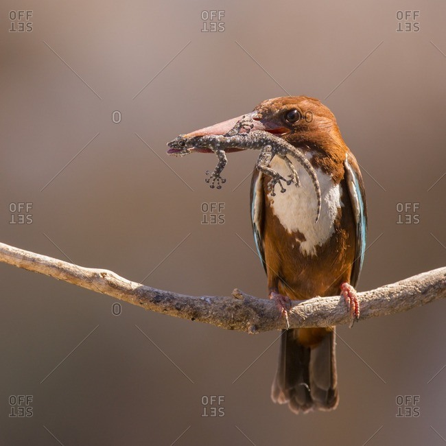 White-throated kingfisher (Halcyon smyrnensis) with a gecko in its beak, Negev, Israel
