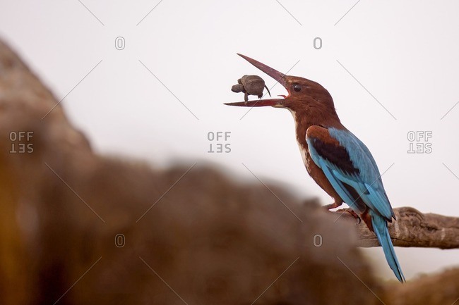White-throated kingfisher (Halcyon smyrnensis) with a tortoise in its beak, Negev, Israel