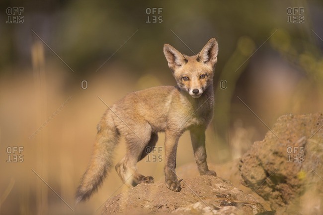 Juvenile red fox (Vulpes vulpes)