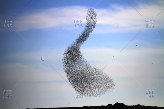 Large common starling (Sturnus vulgaris) murmuration in the evening before roosting