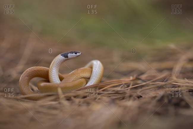 Black-headed ground snake (Rhynchocalamus melanocephalus)
