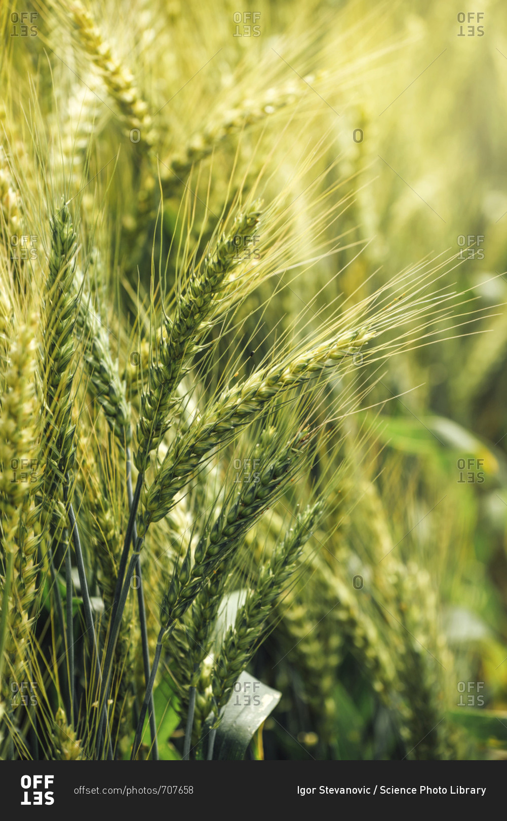 Яровой ячмень тритикале. Гибрид пшеницы и ржи 9 букв. Гибрид пшеницы и ржи 9 букв. Межвидовые гибриды тритикале. Ушки злаков.