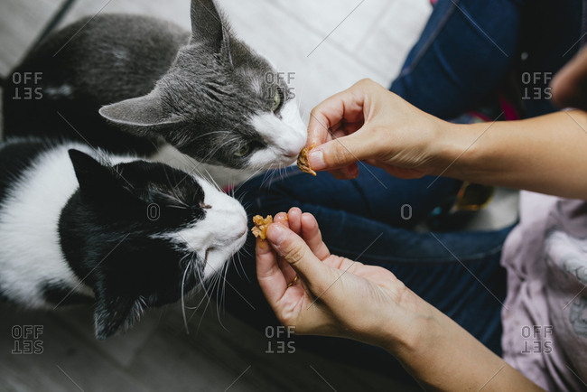 feeding two cats