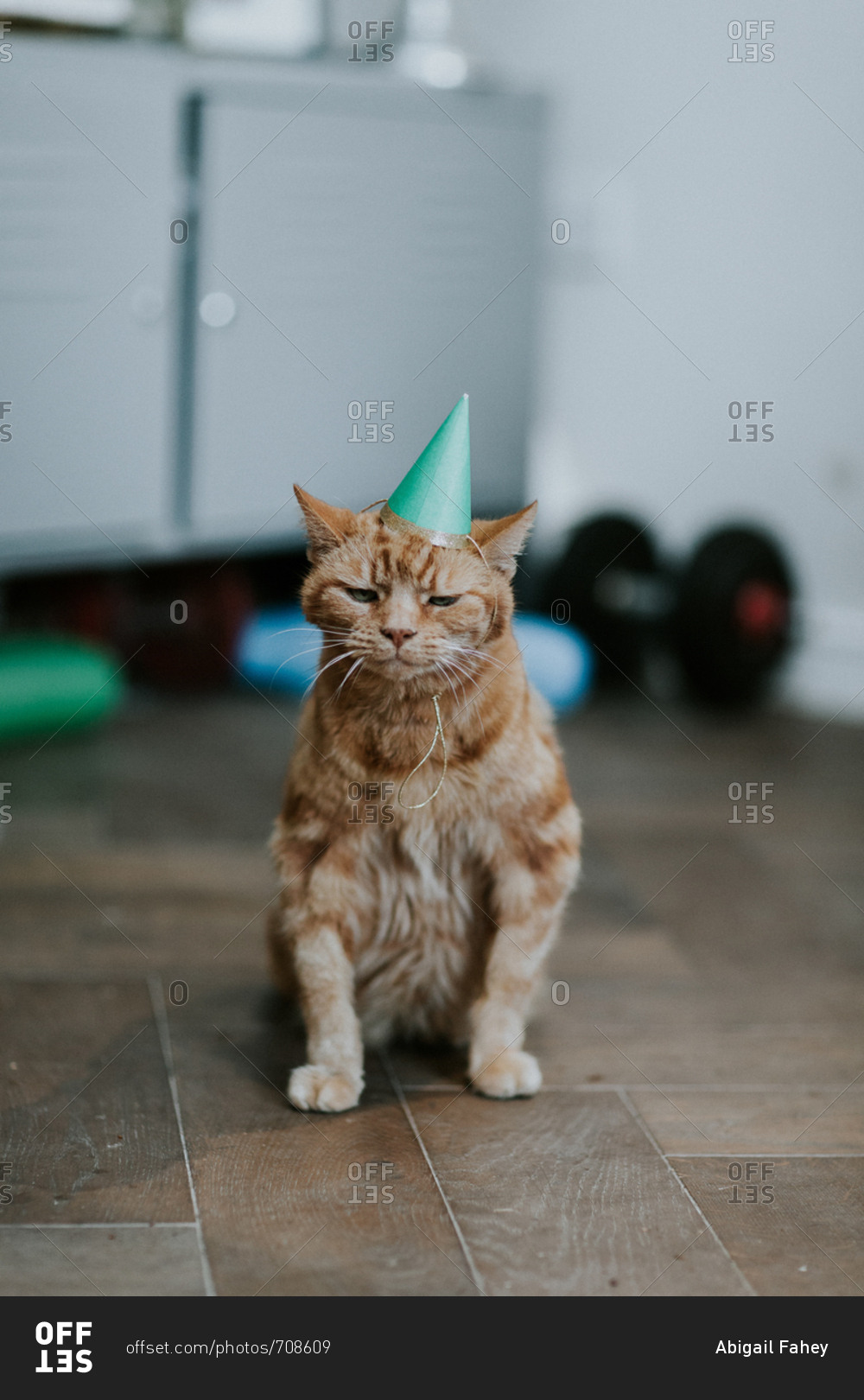 Disgruntled cat with birthday hat sitting in middle of room