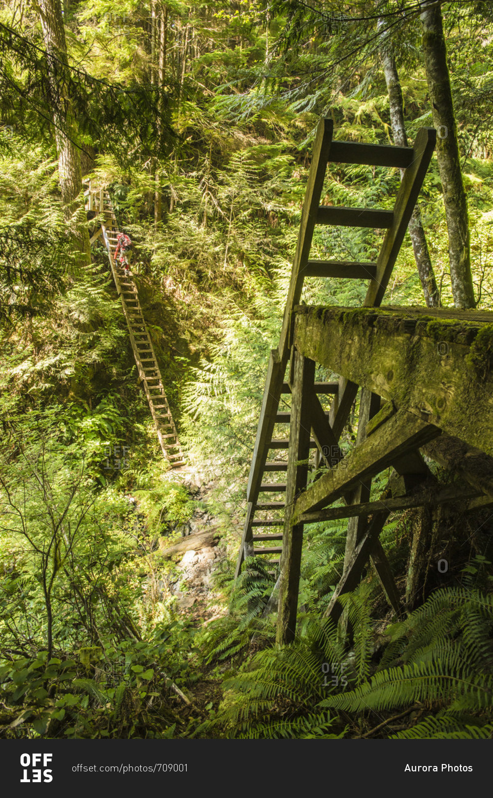 Backpacker climbing ladders while hiking along West Coast Trail, British Columbia, Canada