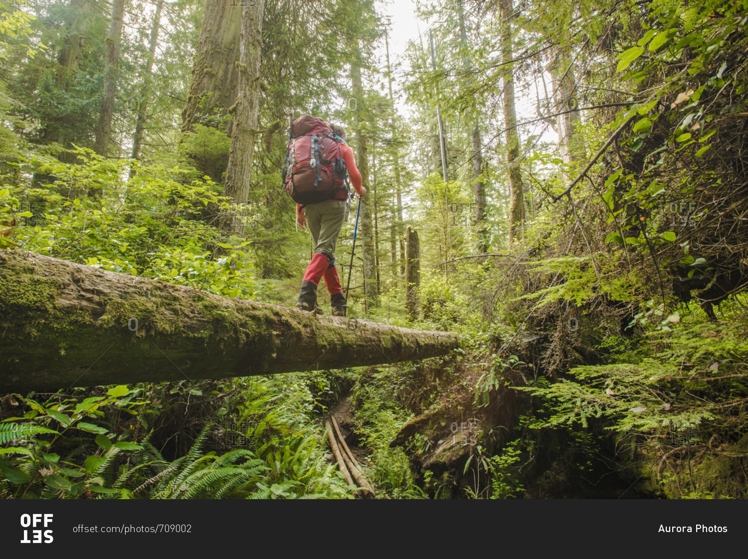 Backpacker hiking along fallen tree in forest, West Coast Trail, British Columbia, Canada