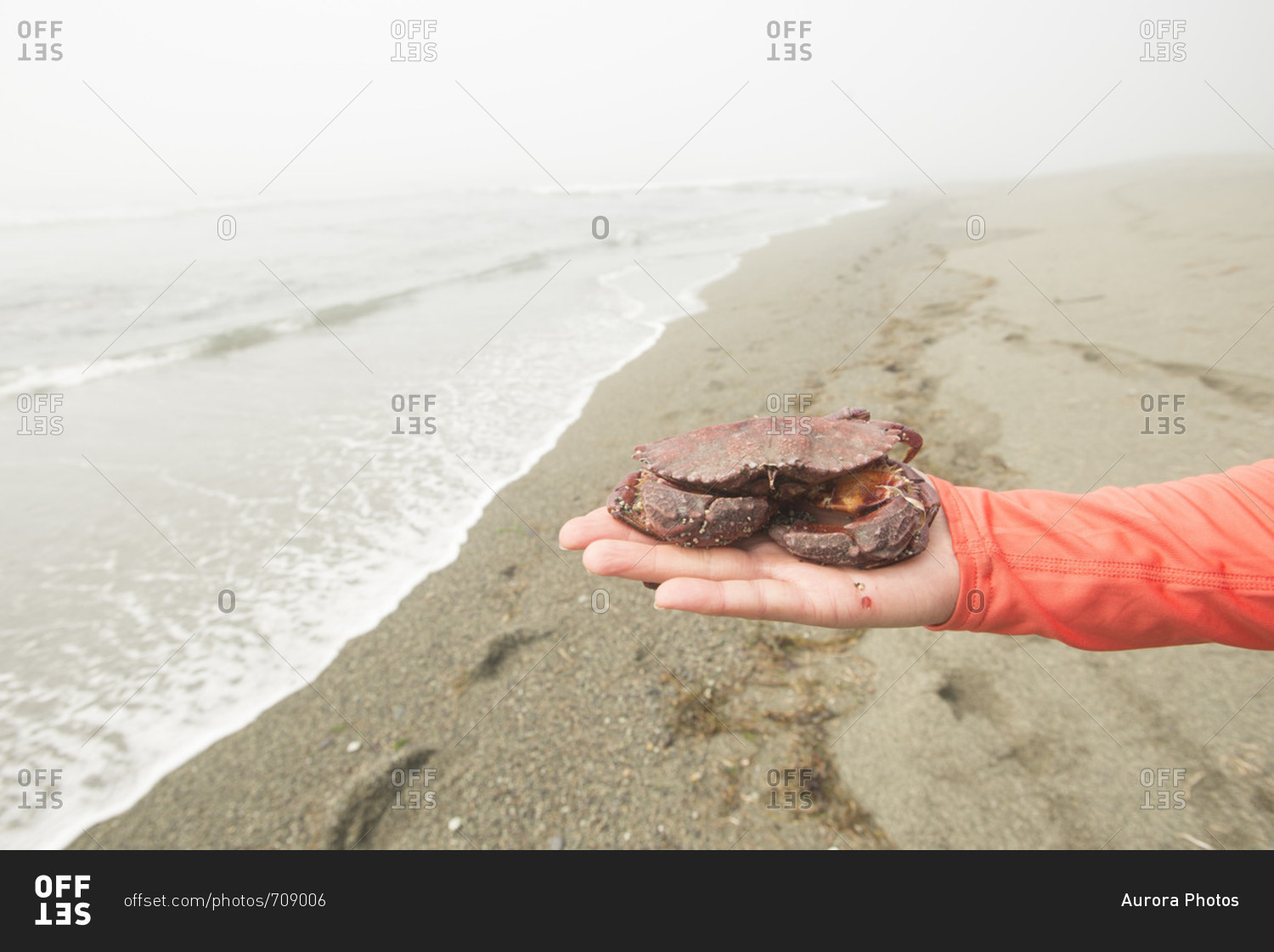 Hiker holding dead red crab (Cancer productus) found at beach, West Coast Trail, British Columbia, Canada