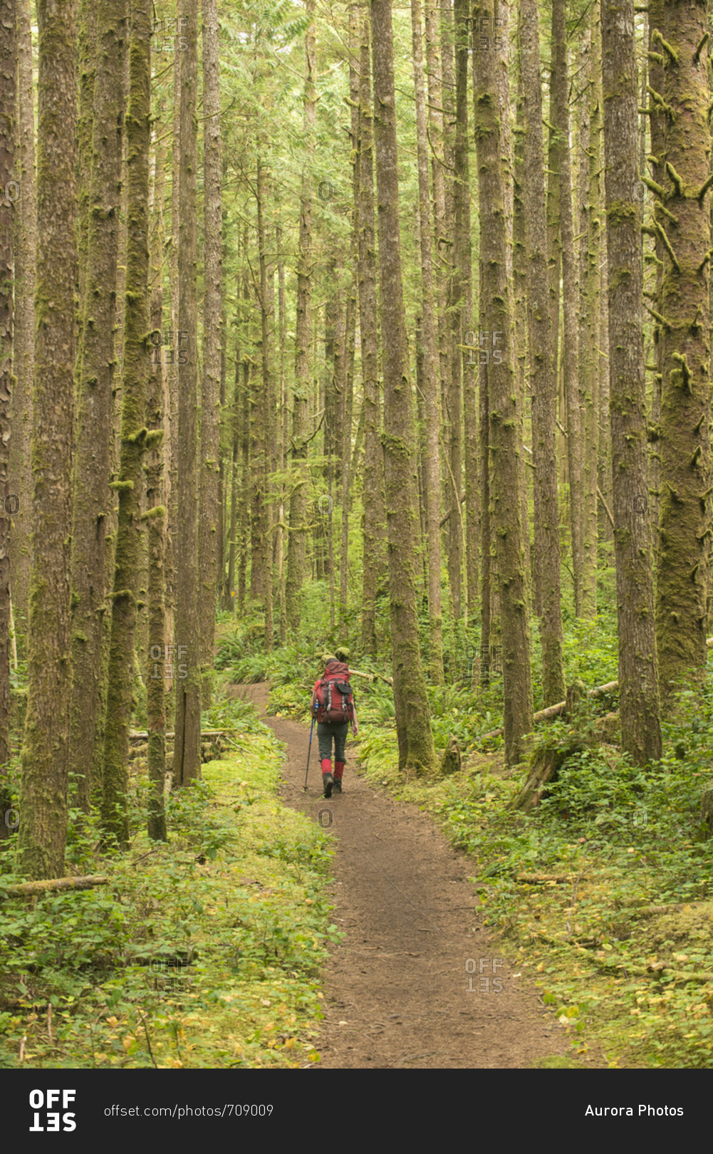 Backpacker walking through forest while hiking along West Coast Trail, British Columbia, Canada