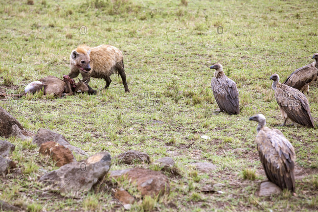 Hyena guarding kill from vultures, Masai Mara National Reserve, Kenya