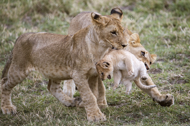 Two young lions (Panthera leo) playing with younger cub, Masai Mara National Reserve, Kenya