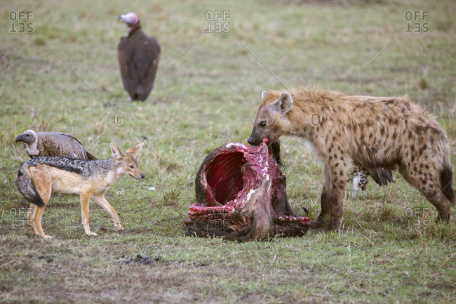 Hyena feeding on prey, Masai Mara National Reserve, Kenya