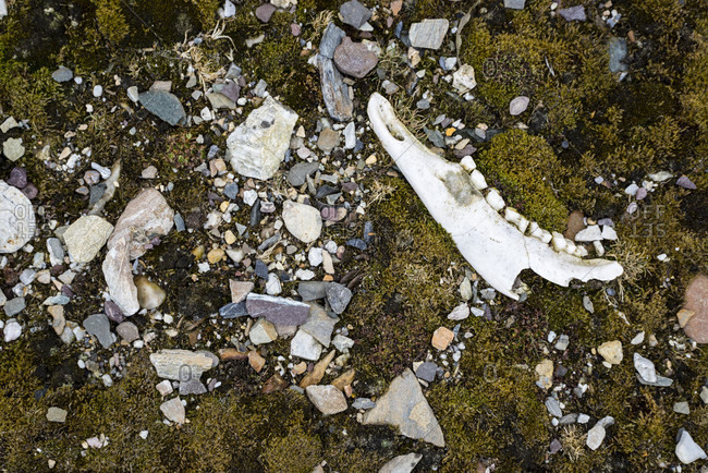 Remnant of reindeer's jaw (Rangifer tarandus platyrhynchus) left in tundra, Forlandsundet, Spitsbergen, Svalbard and Jan Mayen, Norway