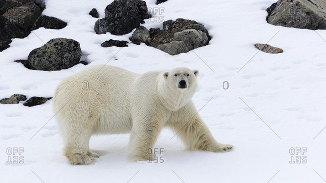 Male polar bear (Ursus maritimus), Raudfjorden, Spitsbergen, Svalbard and Jan Mayen, Norway