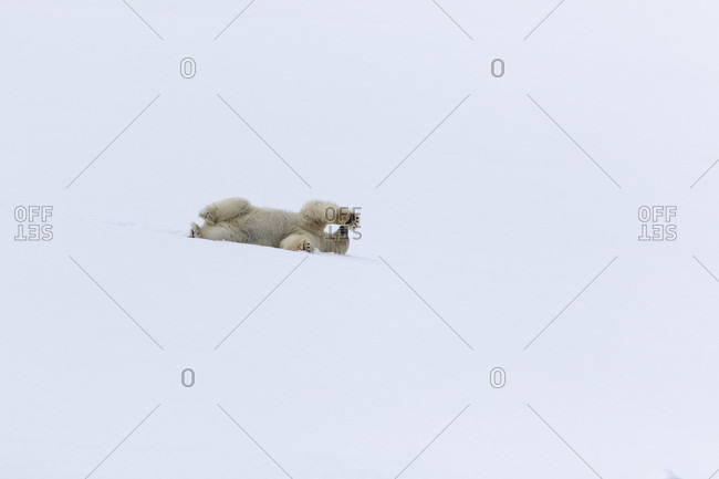 Polar bear (Ursus maritimus) lying in snow, Spitsbergen, Svalbard and Jan Mayen, Norway
