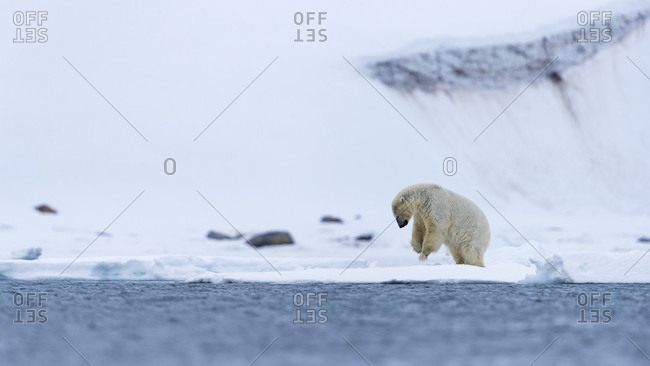 Polar bear (Ursus maritimus) on coastline of Arctic Ocean, Spitsbergen, Svalbard and Jan Mayen, Norway