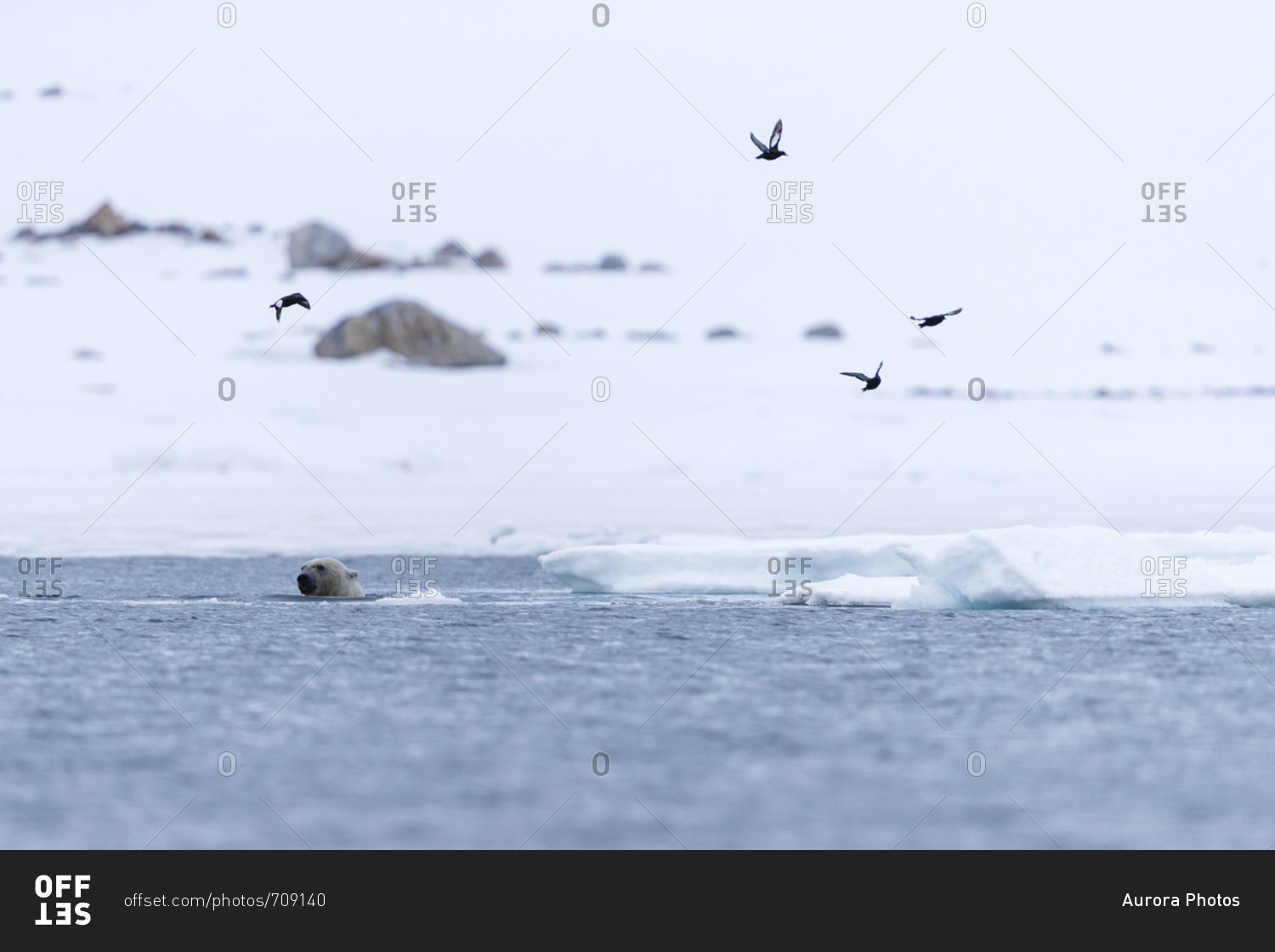 Birds flying above polar bear (Ursus maritimus) swimming in Arctic Ocean, Spitsbergen, Svalbard and Jan Mayen, Norway