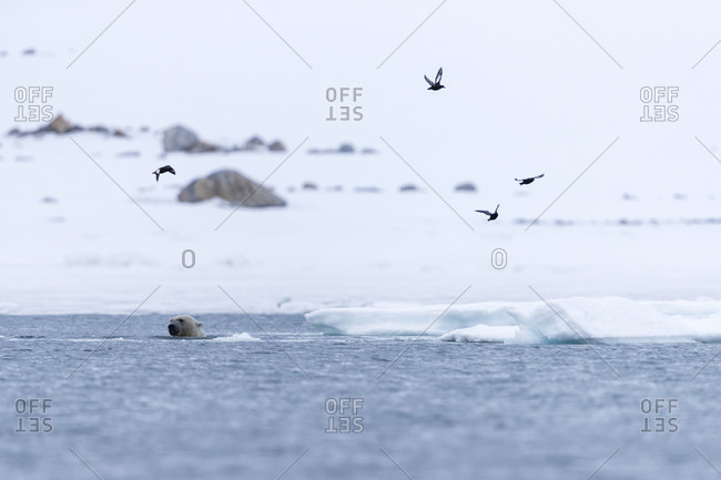 Birds flying above polar bear (Ursus maritimus) swimming in Arctic Ocean, Spitsbergen, Svalbard and Jan Mayen, Norway
