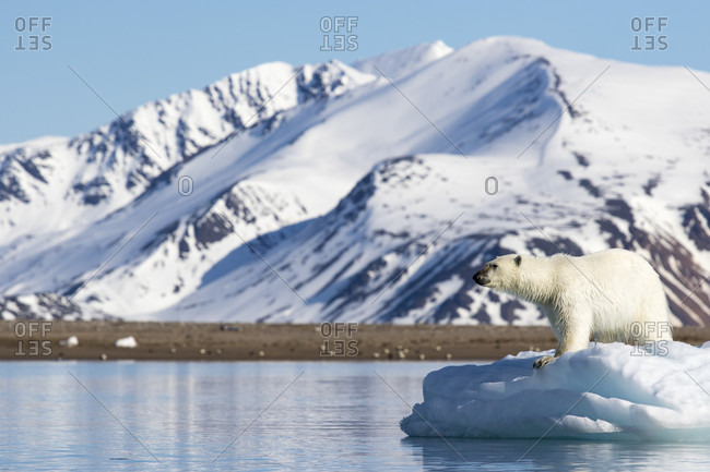 Polar bear (Ursus maritimus) on pack ice, Spitsbergen, Svalbard and Jan Mayen, Norway
