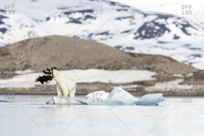 Polar bear (Ursus maritimus) playing with seaweed on pack ice, Krossfjorden, Svalbard and Jan Mayen, Norway